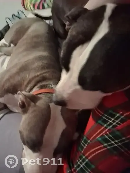 Found: 2 Pit Bulls in OKC - Help Needed! - photo