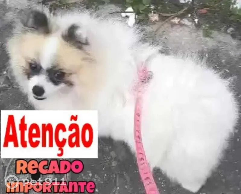 cachorro desaparecida - photo