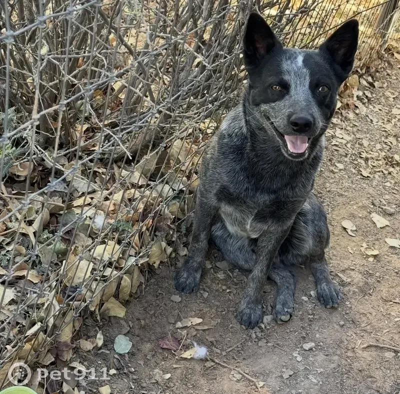 Lost Heeler: No Tail, White Head Spot - photo