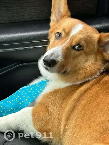 Lost Corgi Bradley: Missing in Wadsworth, OH - photo