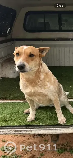 Lost Dog: White Marking, Noble Road - photo