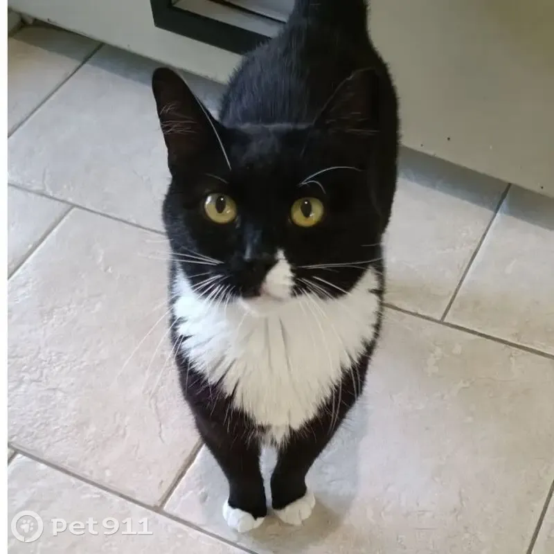 Lost: Black & White Tuxedo Cat in Yokine - photo