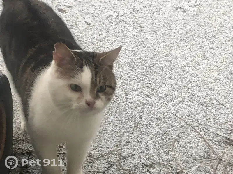 Chat blanc et tigré trouvé, câlin et sociable - photo