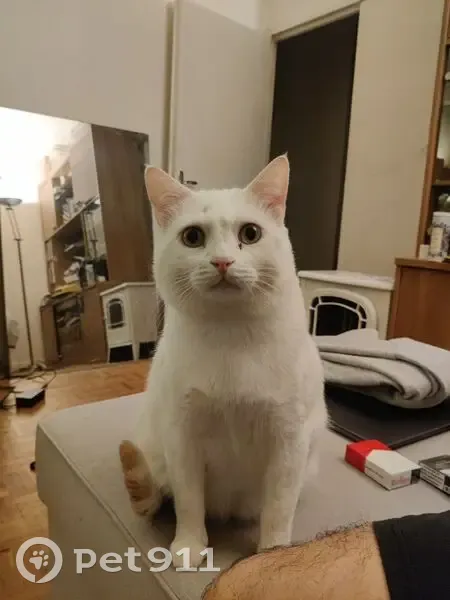 Chat perdu, dodu, rue Dunois, Paris - photo