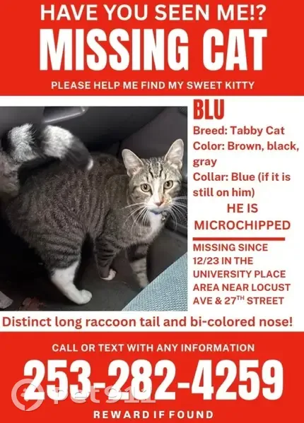 Missing Tabby: Green Eyes & Raccoon Tail - photo