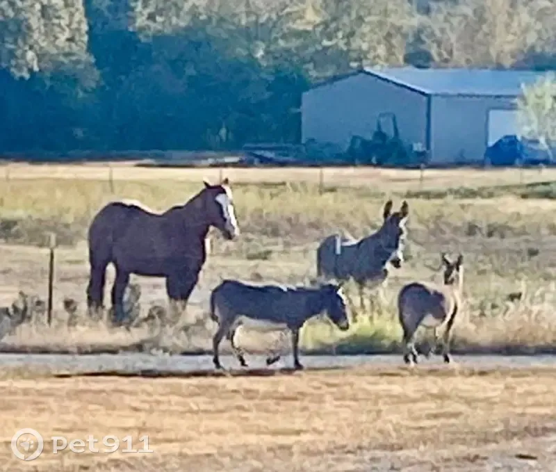 Help Find Missing Mini Donkeys in Ardmore - photo