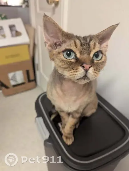 Lost Devon Rex: Brown Fur, Blue/Green Eyes - photo