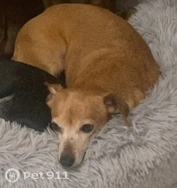 Lost Tan/Brown Dog: Help Find Her! - photo