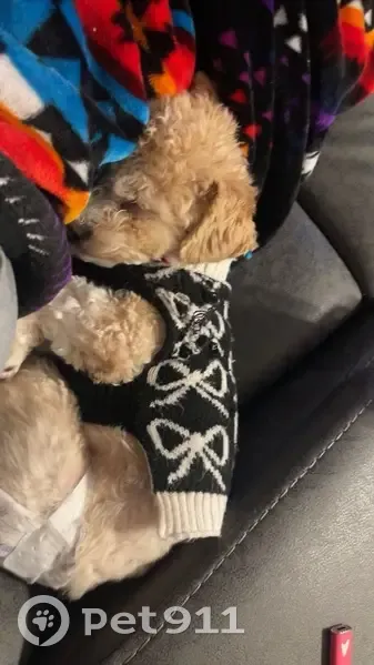 Lost: Lucy the Poodle in Pink Sweater - photo