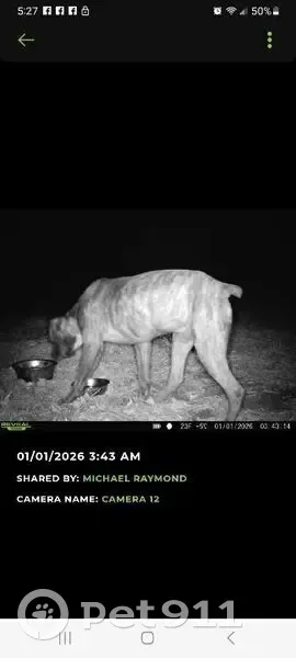 Lost Brindle Boxer on Suber Mill Rd, Greer - photo