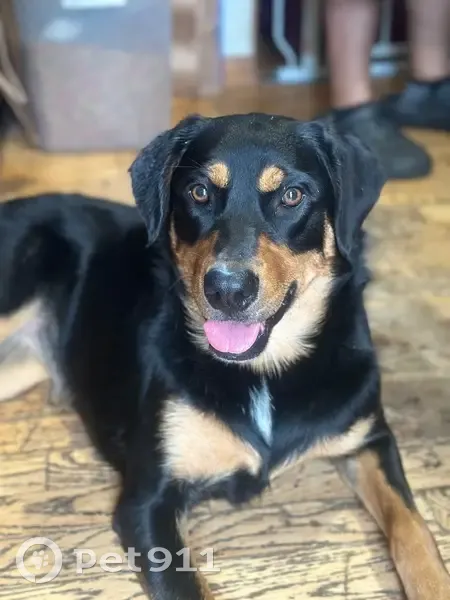 Lost Aussidor: Friendly Dog on La Casse Rd - photo