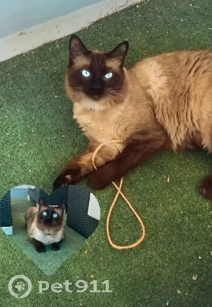 Siamés de Pelo Largo Perdido en Valverde - photo