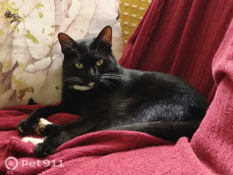 Lost Cat Hartjie: White Heart on Chest - photo