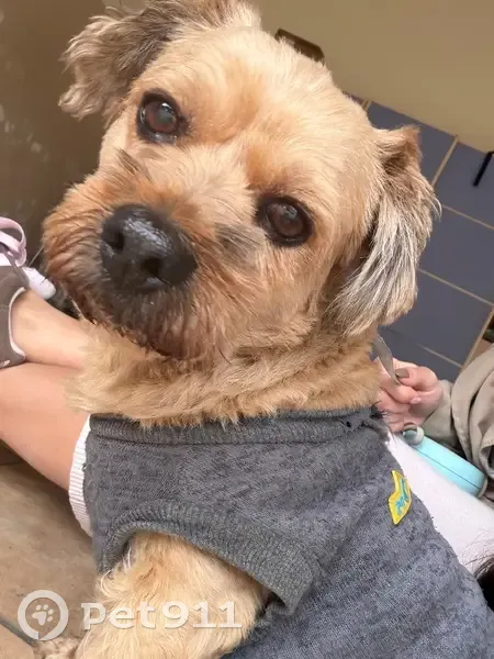 Perro Mestizo Pequeño Encontrado en Ledoño - photo