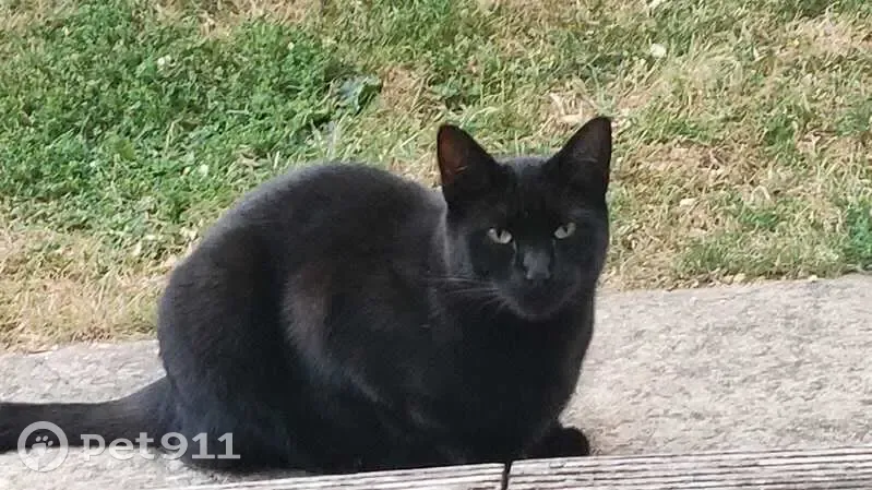 Missing Cat on Coppermill Lane! - photo