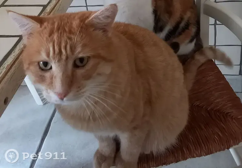Chat roux perdu à Tarare, non castré - photo