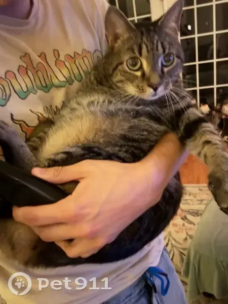 Lost Fat Cat: Skittish & Low-Bellied - photo