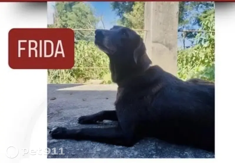 cachorro desaparecida - photo