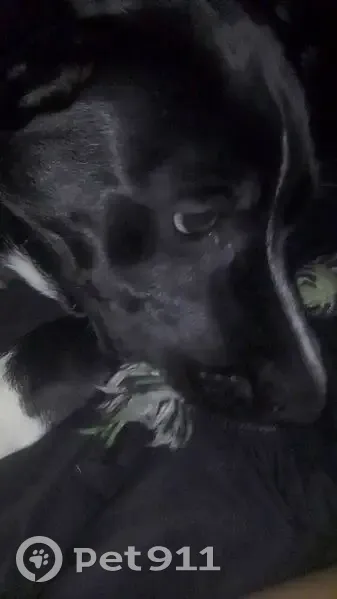 Lost Dog: Black with White Boots, Titusville - photo