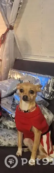 Lost Chihuahua in Pink - Cedar Grove - photo