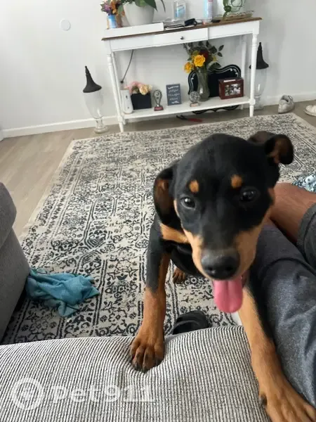 Friendly 1-Year-Old Dog Lost in Vereda Rosa - photo