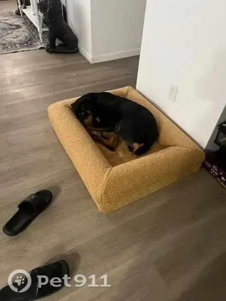 Lost Rottweiler: Friendly Female, 1 Year Old - photo