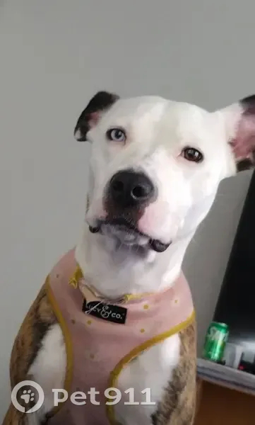 Lost: Boxer Pit Mix with Unique Eyes - photo