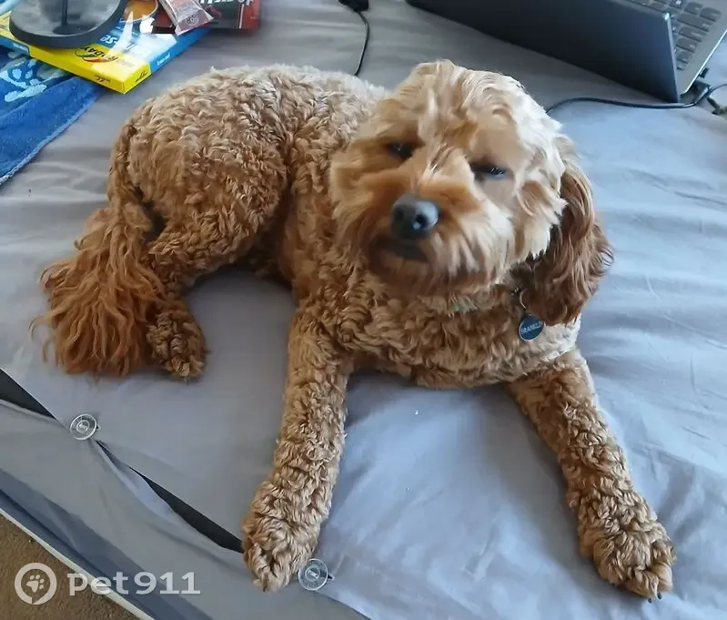 Lost Cavoodle: Rusty, Friendly & Unique - photo