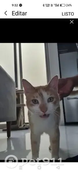 Perro Perdido con Línea en la Frente en Los Mochis - photo