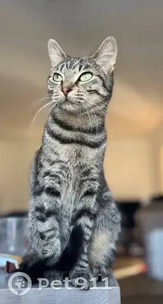 Chatte tigrée perdue à Bordeaux - photo