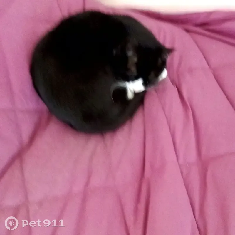 Chat perdu : noir et blanc, nez rose, craintif - photo