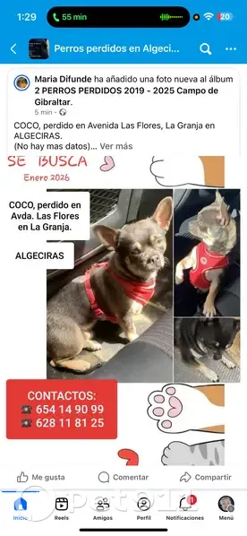 Perro encontrado en Algeciras: Coco sin arnés - photo