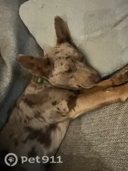 Lost Mini Aussie/Chihuahua on Sunrise Ln - photo