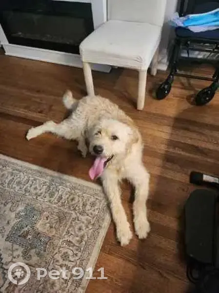 Lost Friendly Tan Dog on Walnut Grove - photo