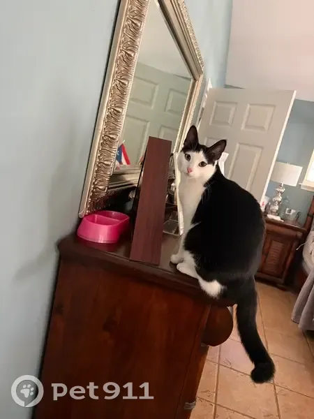 Lost Friendly Cat on Lake Boulevard - photo