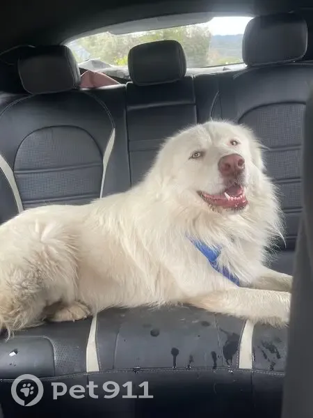 Found: Unique White Shepherd Mix in Aguanga - photo