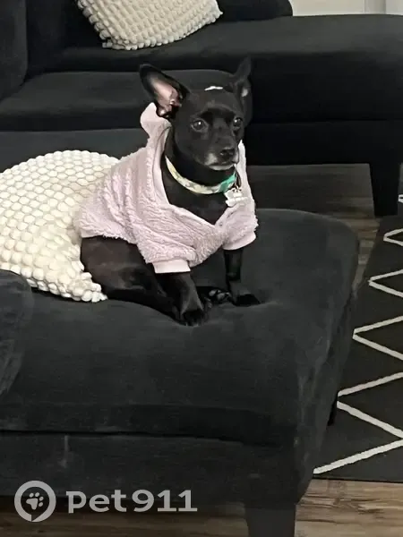 Lost Dog: Sweet, Scared, Needs Food - photo