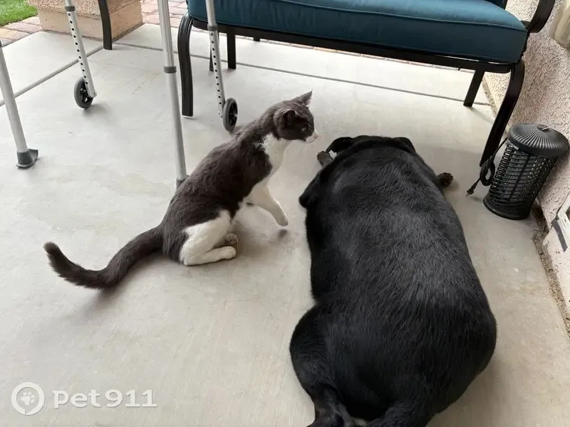 Lost Male Cat: Gray & White, Las Vegas - photo