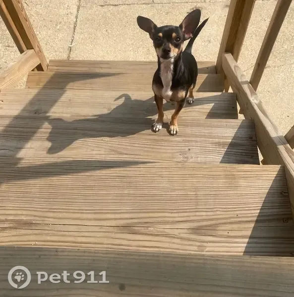 Lost Dog Stormi: Help Us Find Her! - photo