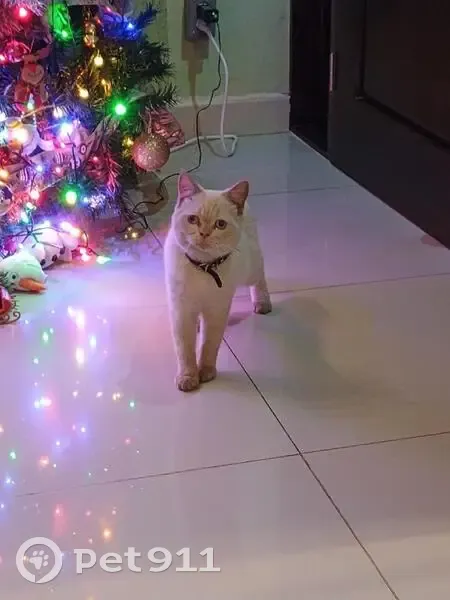 Gato Blanco con Collar en Condrila, Durango - photo