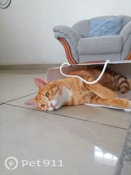 Lost Bright Orange Cat in Chrissiesmeer - photo