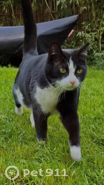 Chat perdu, très peureux, Châtenay-Malabry - photo