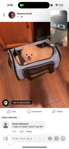 Lost White Pomeranian on Pierson Rd - photo