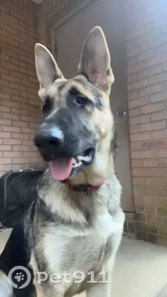 Missing Dogs: GSD & Black Lab, Springhill - photo