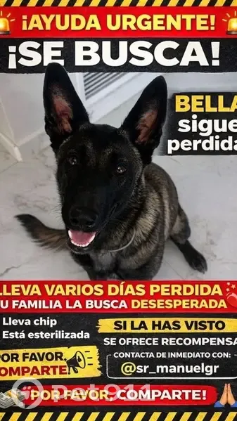 Perro Malinois Perdido en Cieza: Muy Sociable - photo
