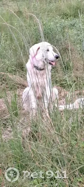 Lost White Dog with Unique Feet - Gympie - photo
