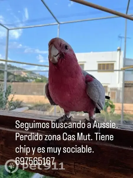 Cacatúa Rosada Perdida: Muy Sociable y Amigable - photo