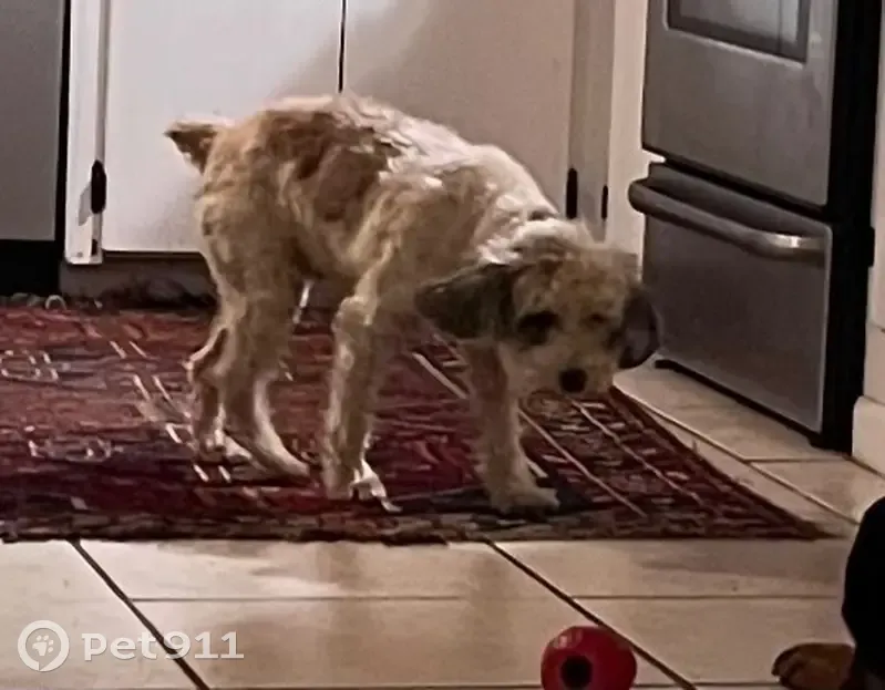 Lost Schnoodle: Stolen from Spanish Fort - photo