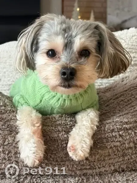 Lost Small Dog: Black-Backed in Trenton - photo