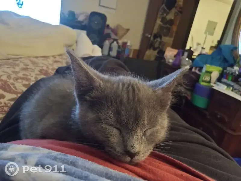 Lost Skittish Cat: Help Find Grace! - photo